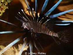 Weirdest angle I have ever shot a Lionfish..upside down. ... by Lindsey Mobley 